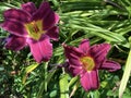 Daylily Hemerocallis `Night EmbersÃ¢â¬Ë Hemerocallis Hybride `Night EmbersÃ¢â¬Ë, Die Taglilie Hemerocallis Night Embers, Mainau Royalty Free Stock Photo